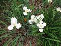 White Swirl Japanese Iris / Iris sibirica 